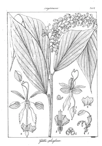 globba ophioglossa