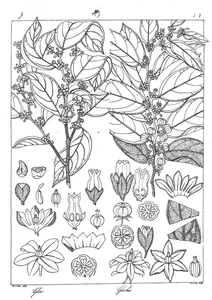glochidion arboreum та glochidion velutinum