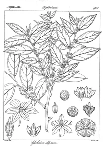 glochidion ellipticum