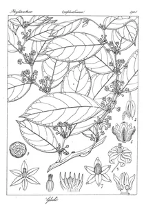 glochisandra acuminata
