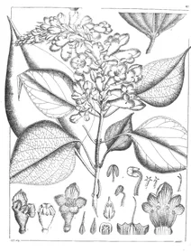 gmelina arborea