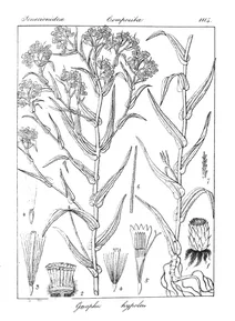 gnaphalium hypoleucum