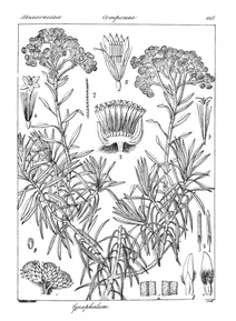 gnaphalium marcescens