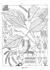 gnetum funiculare