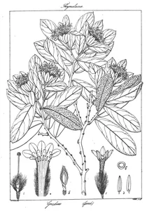 gnidia sisparensis