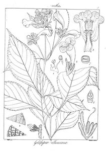 goldfussia dalhousiana