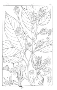 goldfussia decunens