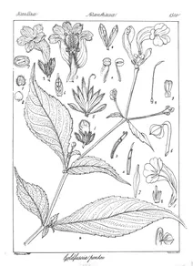 goldfussia pentstemonoides