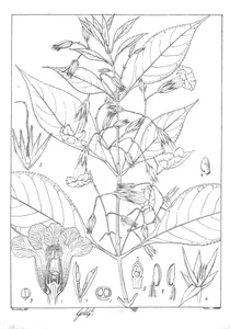 goldfussia tristis