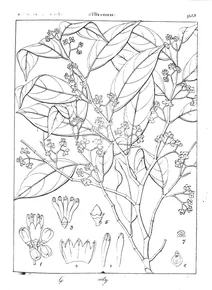 gomphandra polymorpha