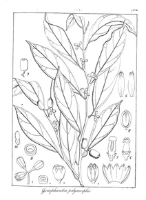 gomphandra polymorpha wight