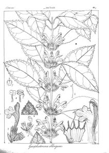 gomphostemma oblongum