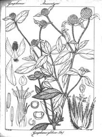 gomphrena globosa