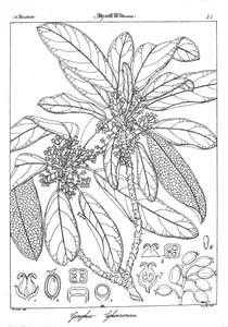 gonghia neilgherrensis