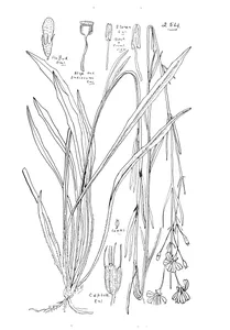 goodenia purpurascens