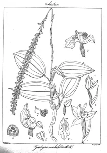 goodyera ovalifolia