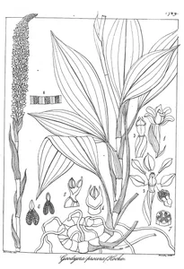 goodyera procera