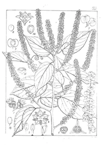 gouania leptostachya