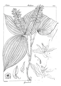 govindooia nervosa