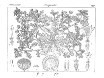 grangea maderaspatana