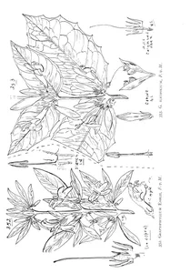 graptophyllum earlii та graptophyllum ilicifolium