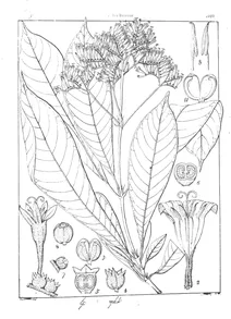 greenia wightiana