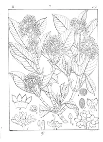 grumilea congesta