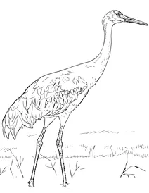 Grus canadensis
