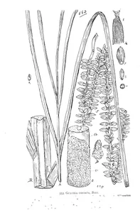 gulubia costata