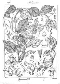 gymnema decaisneanum