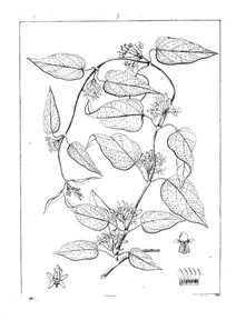 gymnema elegans
