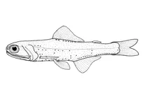Gymnoscopelus piabilis (південна чорнокінцева ліхтарна риба)