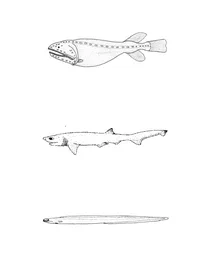 Gyrinomimus grahami (гостроносна семижаберна акула), histiobranchus bruuni (вугор брууна)