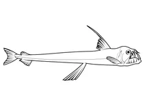 Гадюкова риба слоуна (chauliodus sloani)
