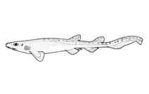 Halaelurus dawsoni (новозеландська кошача акула)