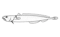 Halargyreus johnsonii (тонкий кодлінг)