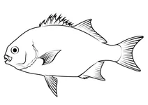 Галджоен (dichistius capensis)