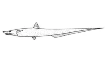 Halosaurus pectoralis (гоанна‑риба)
