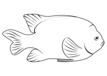 Гарибальді (hypsypops rubicundus)