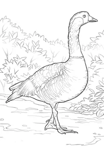 Гавайська казарка (branta sandvicensis)