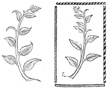 Гайденш вункраут, 1497–1500