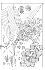 Hedychium cernium