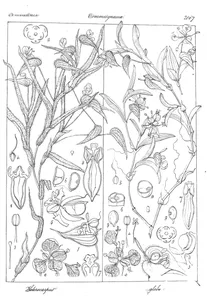 Helerocarpus hirsutus and helerocarpus glaber