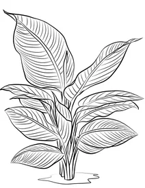 Heliconia indica
