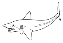Helicoprion