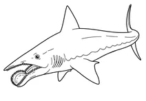 Helicoprion bessonowi