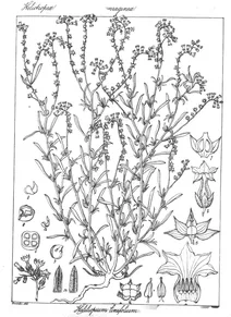 Heliliopium linifolium