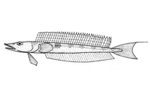 Hemerocoetes monopterygius (опалова риба)