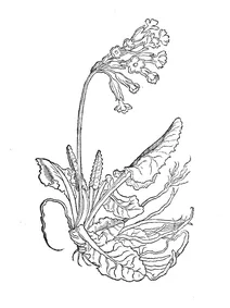 Герба параліфіс (herba paralyfis)
