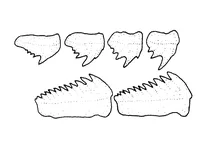 Hexanchus griseus (тупоносна шестижаберна акула) — зуби